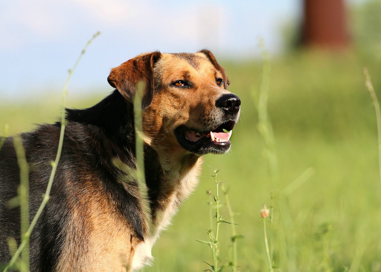 dog snout head free photo