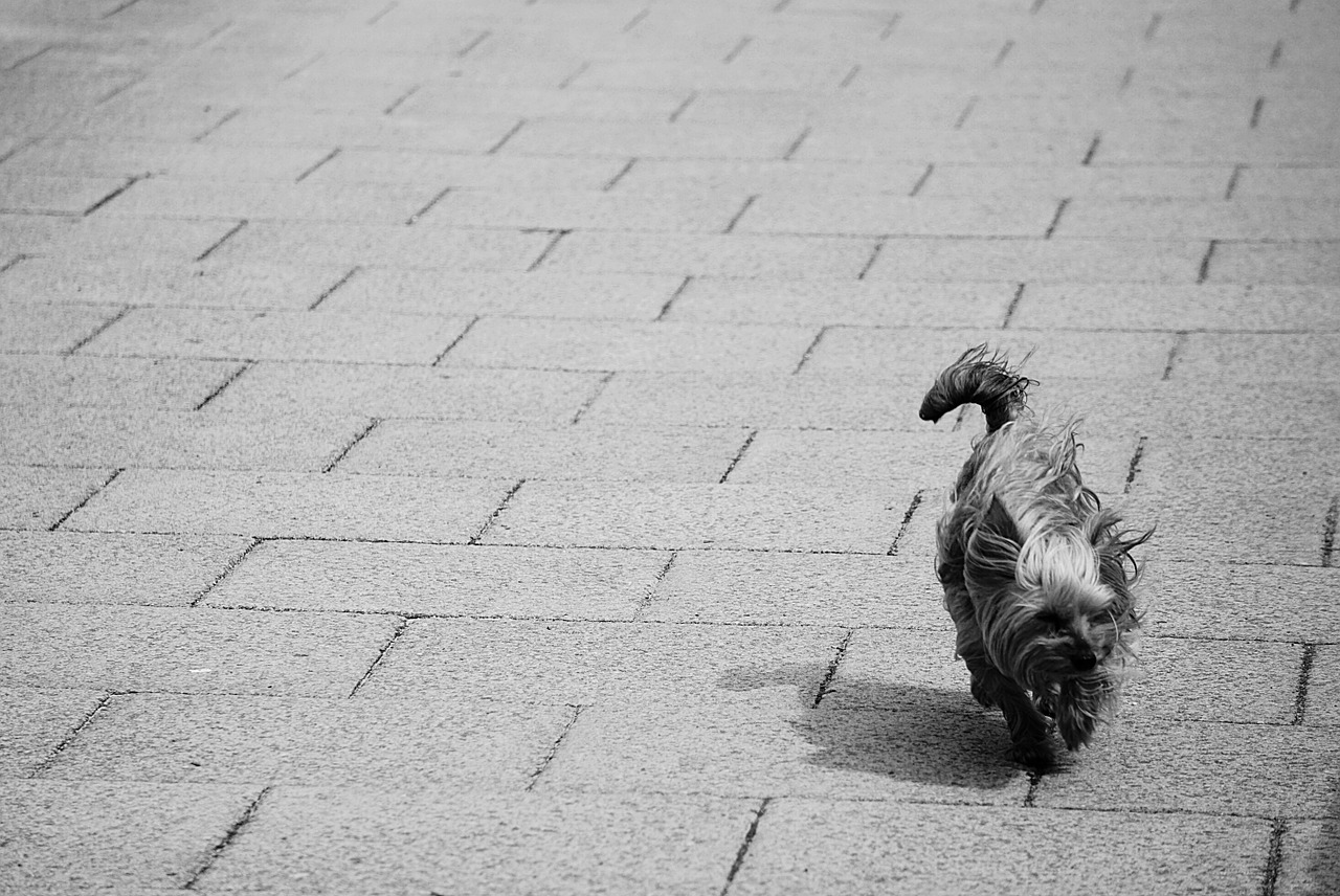 dog yorkshire small dog free photo