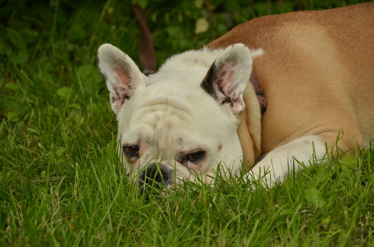 dog bulldog pet free photo