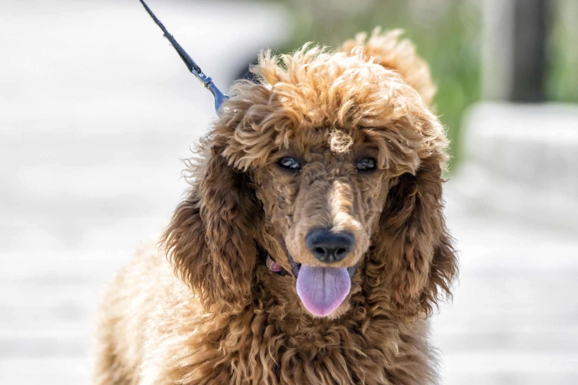 dog canine portrait free photo