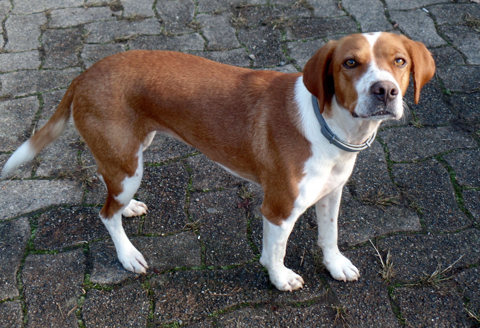 beagle hunting dog golden eyes free photo