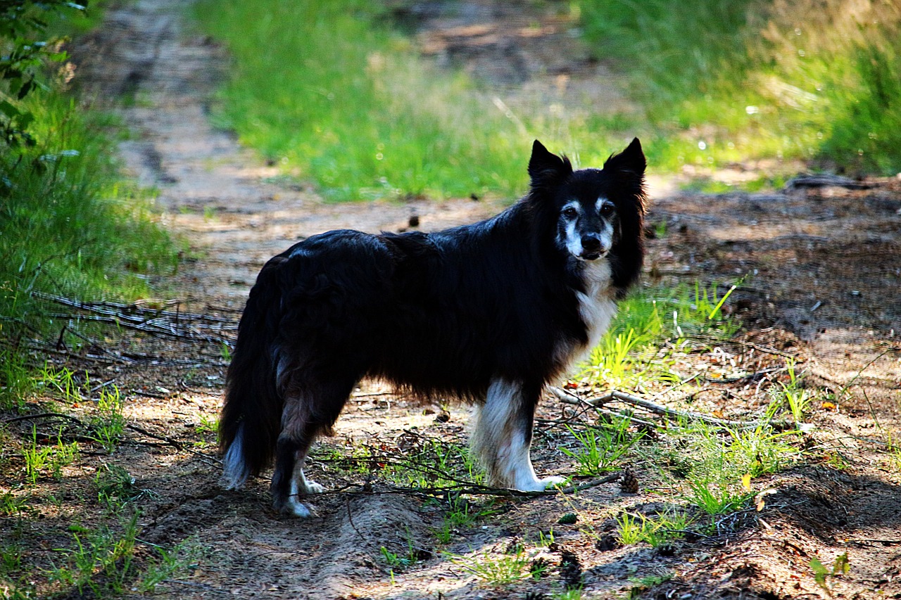 dog border border collie free photo