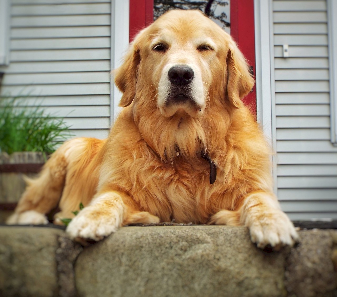 dog golden retriever resting free photo