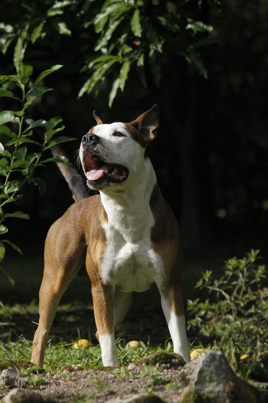 dog pitbull canine free photo