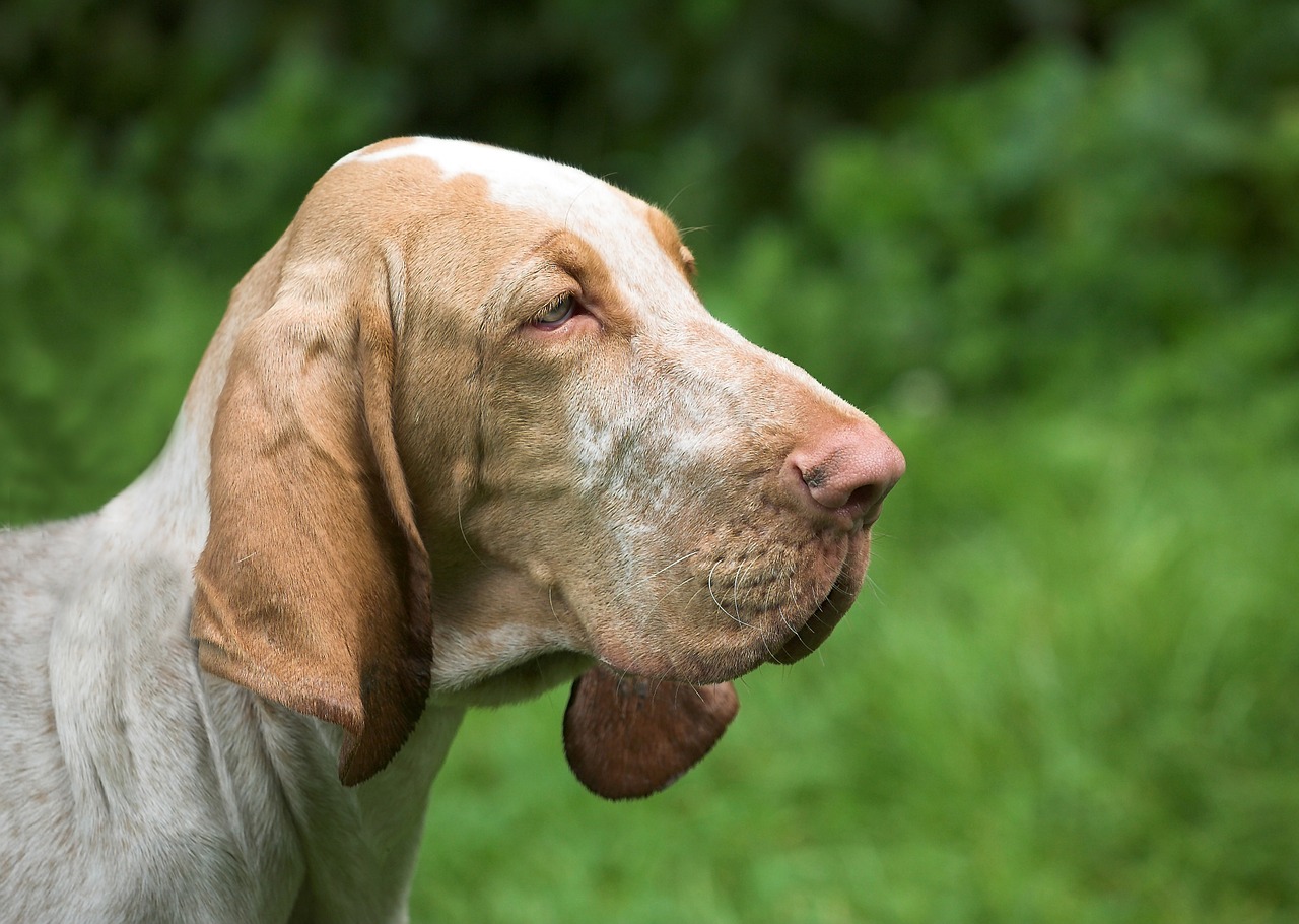 dog bloodhound animals free photo