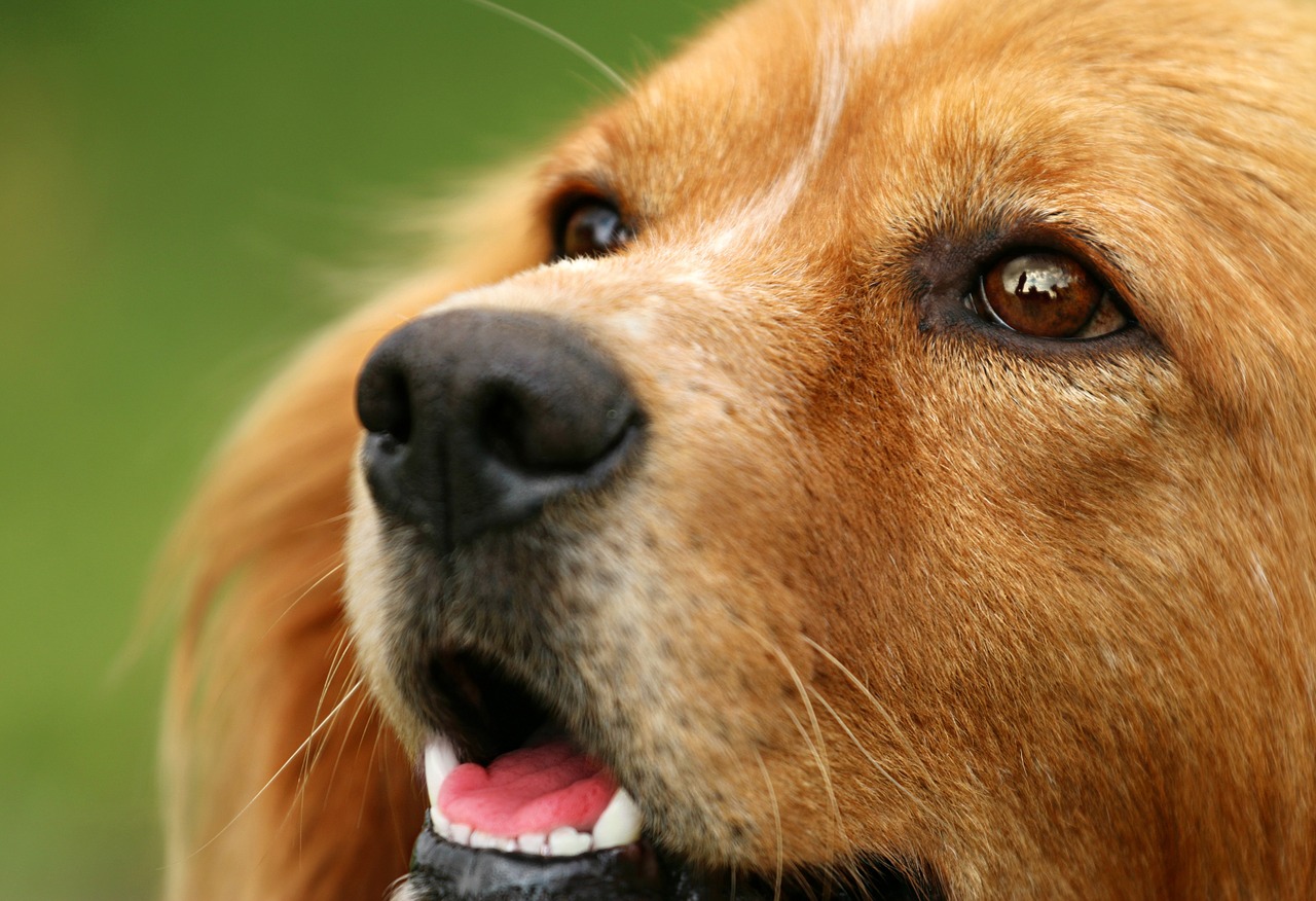 dog eyes view free photo