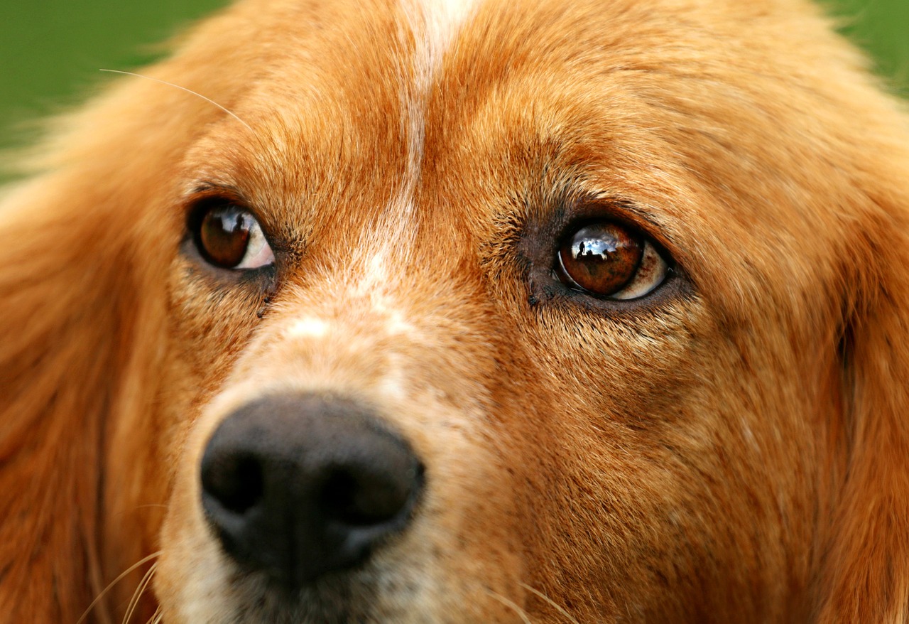 dog eyes view free photo