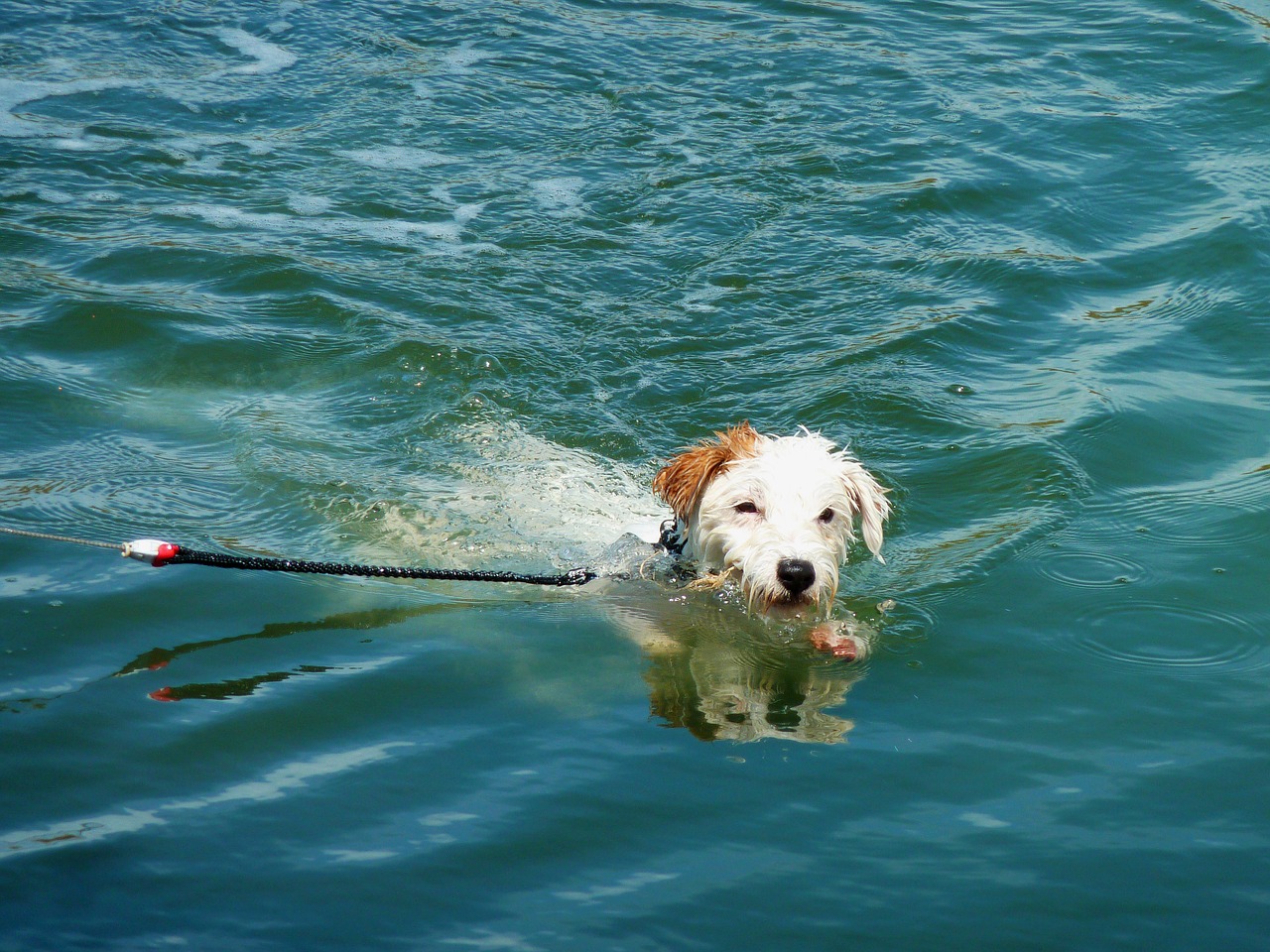 dog summer resort water free photo