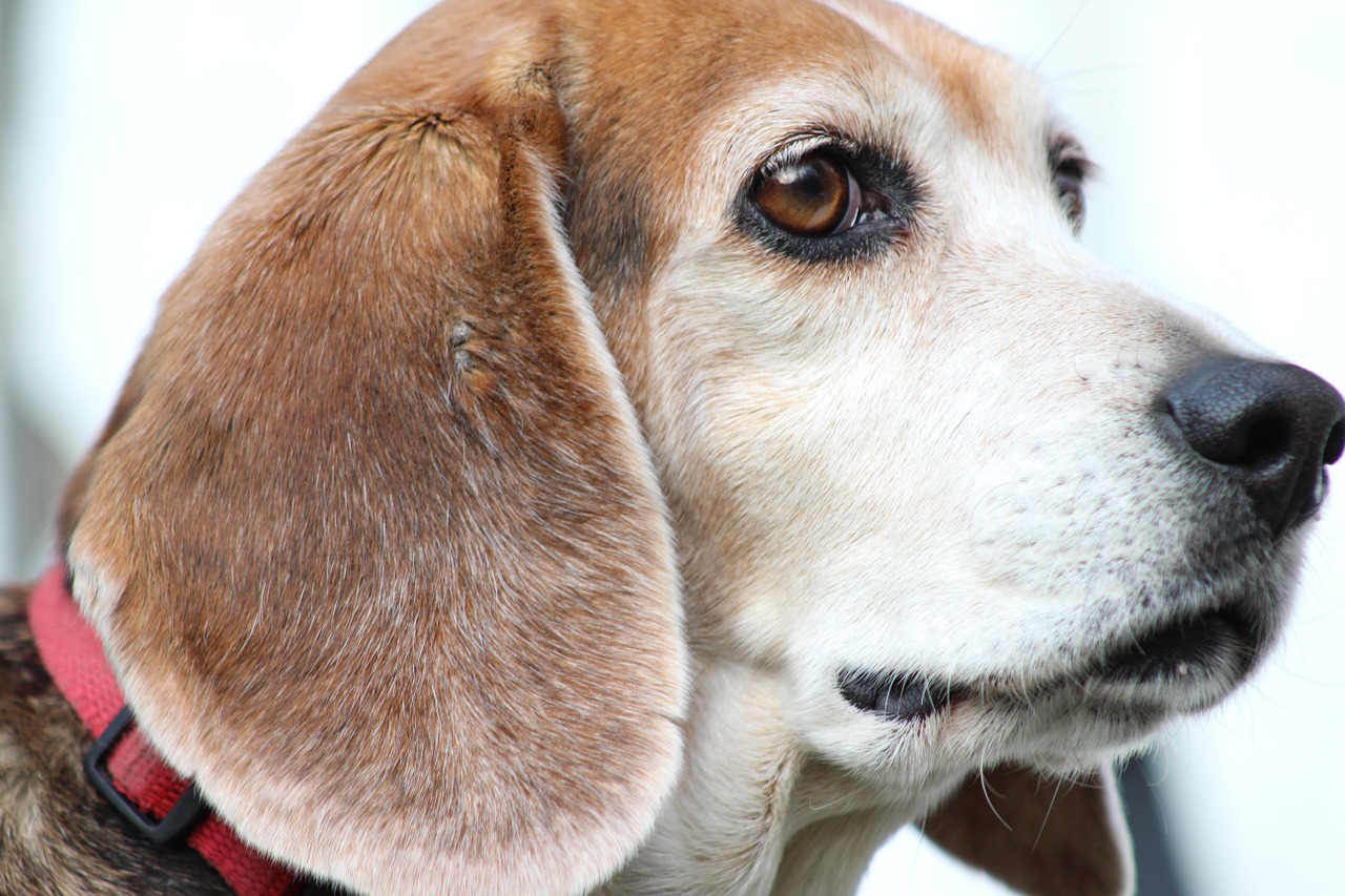 dog beagle majestic free photo
