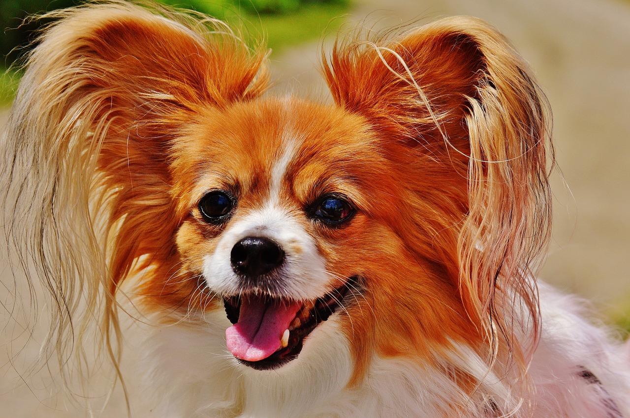 dog chihuahua cute free photo