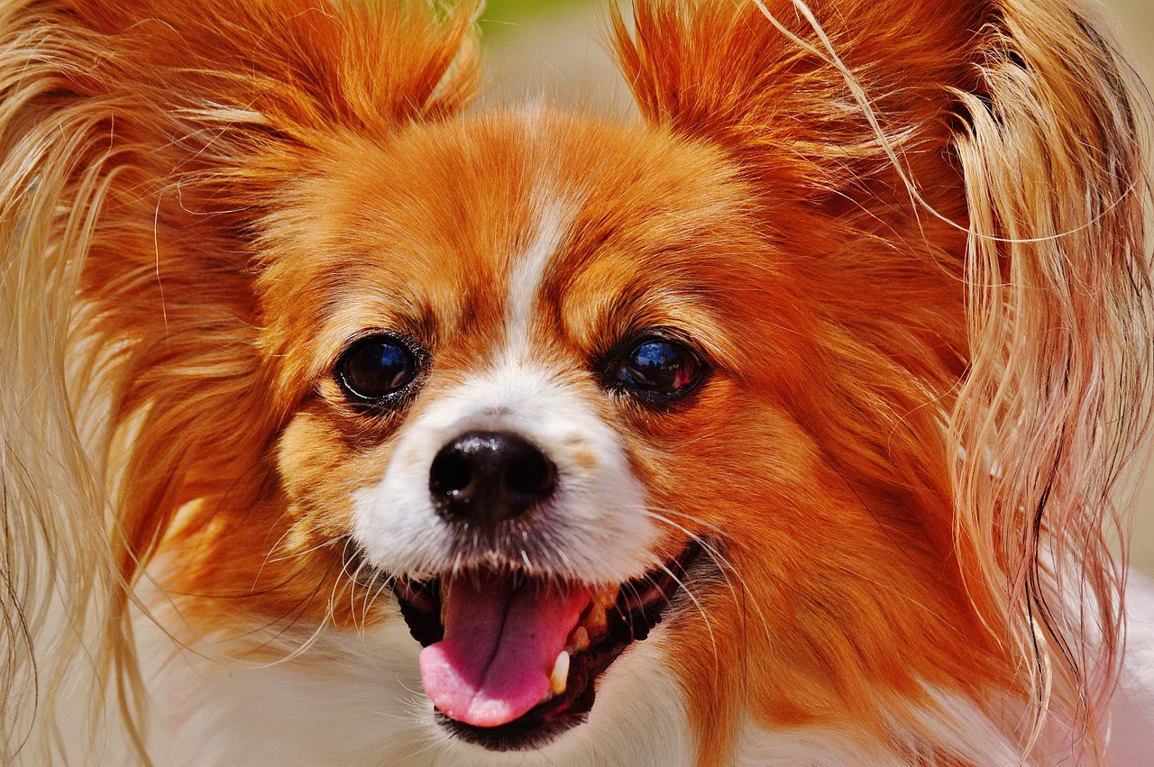 dog chihuahua cute free photo