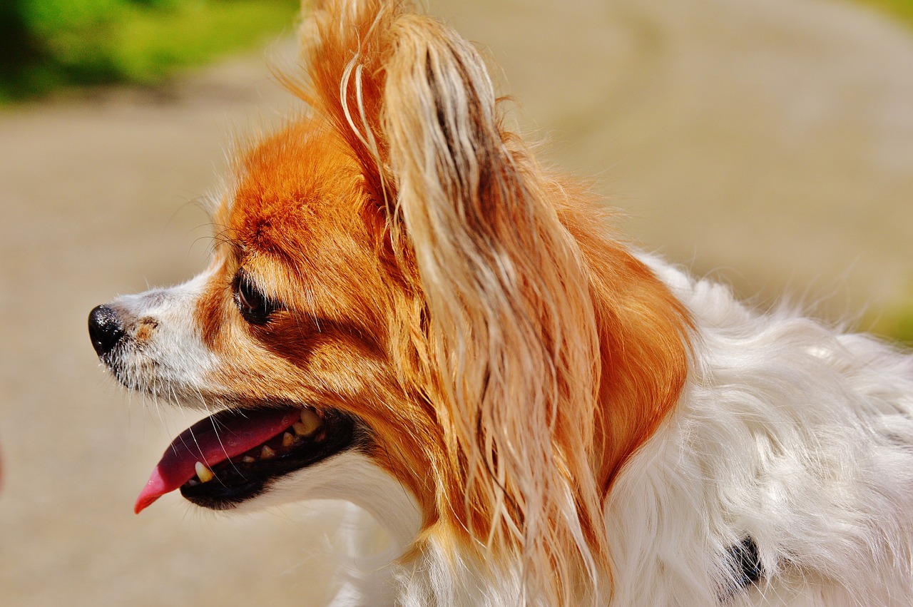 dog chihuahua cute free photo