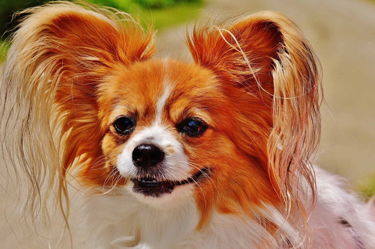 dog chihuahua cute free photo