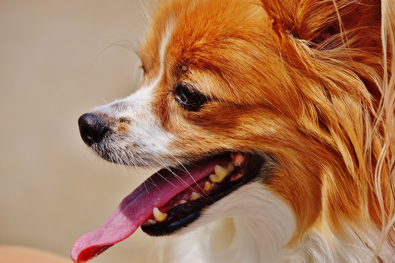 dog chihuahua cute free photo