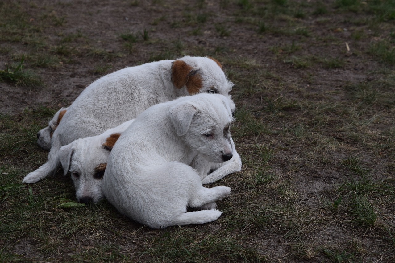 dog puppies dog puppies free photo