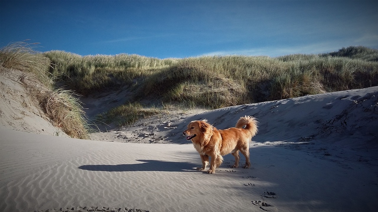 dog beach dunes free photo
