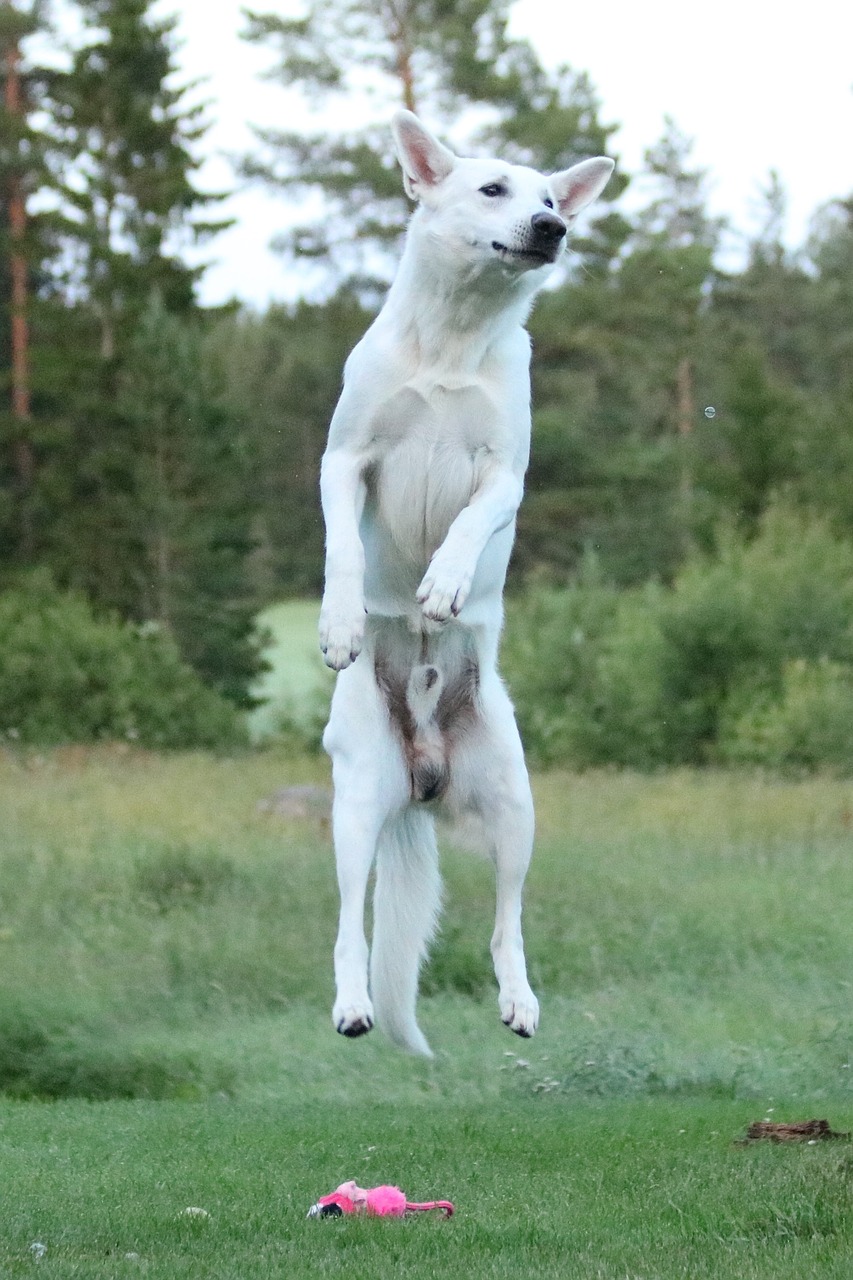dog dog jumps white shepherd dog free photo