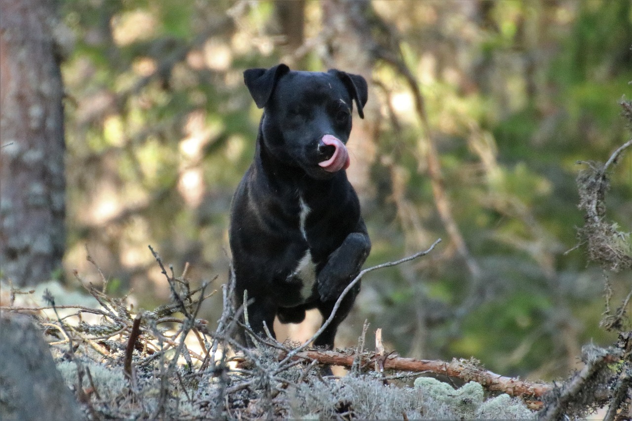 dog terrier patterdale terrier free photo