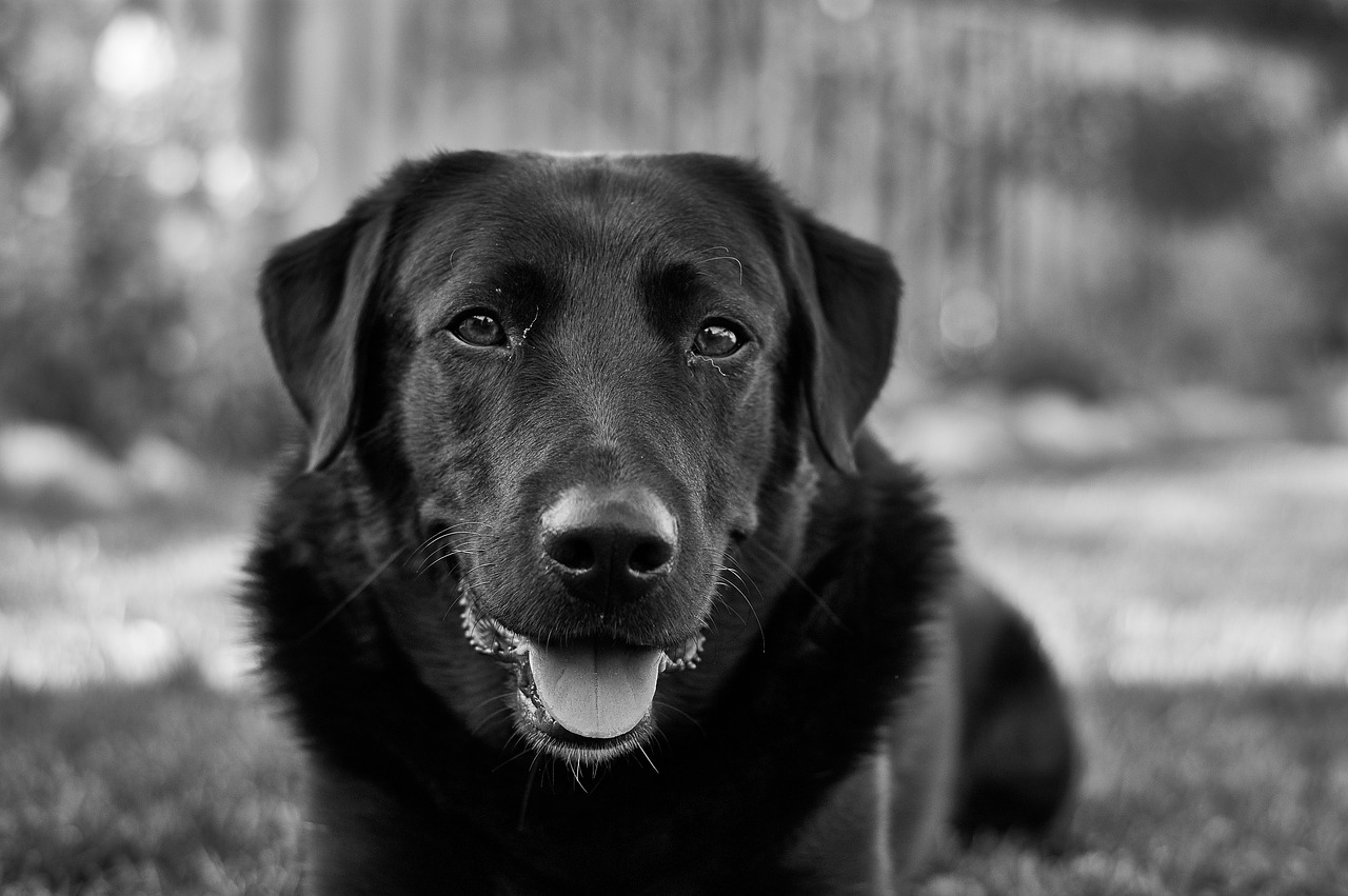 labrador dog pet free photo