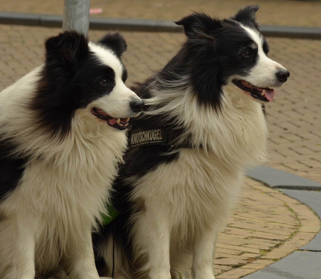 dog border-collie pet free photo