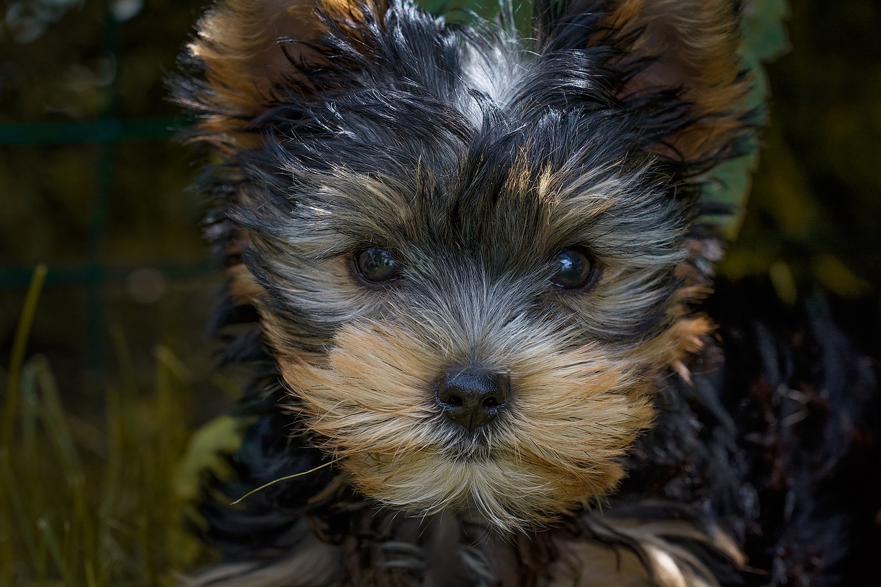dog puppy yorkshire terrier free photo