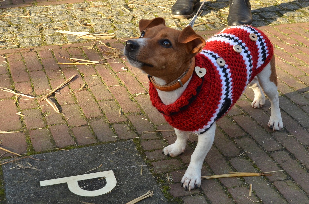 dog jack russell pet free photo