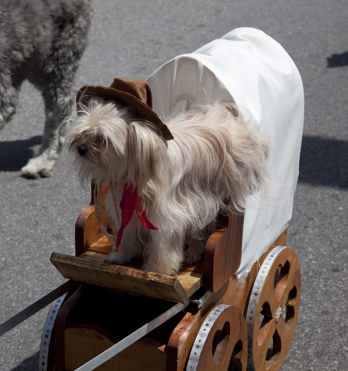 dog costume parade free photo