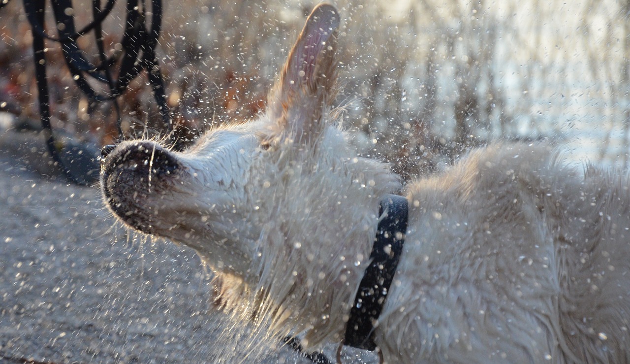 wildlife photography pet photography dog free photo