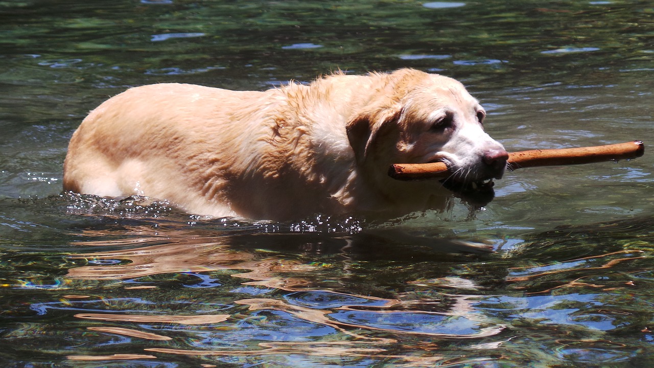 dog swimming water free photo