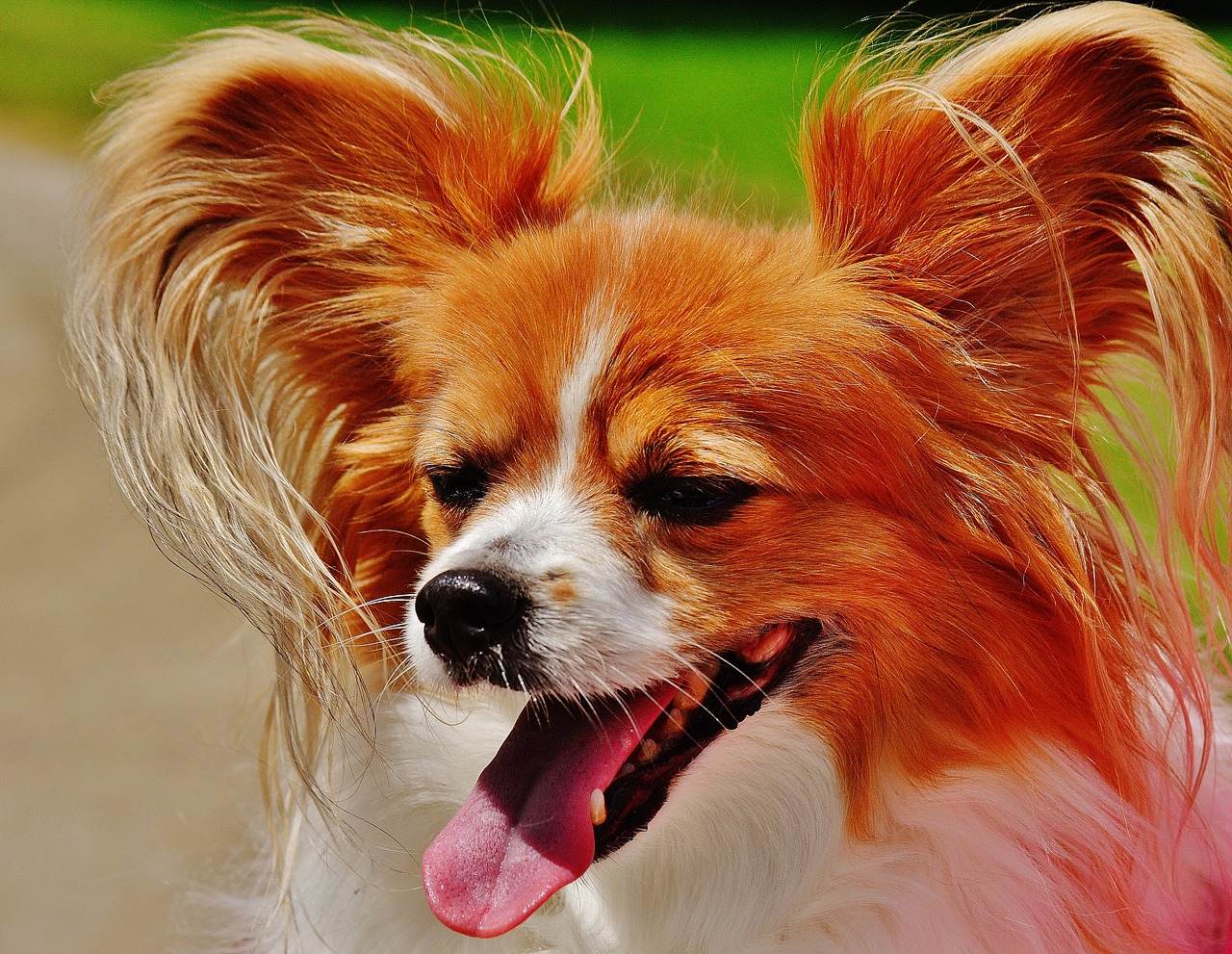 dog chihuahua cute free photo