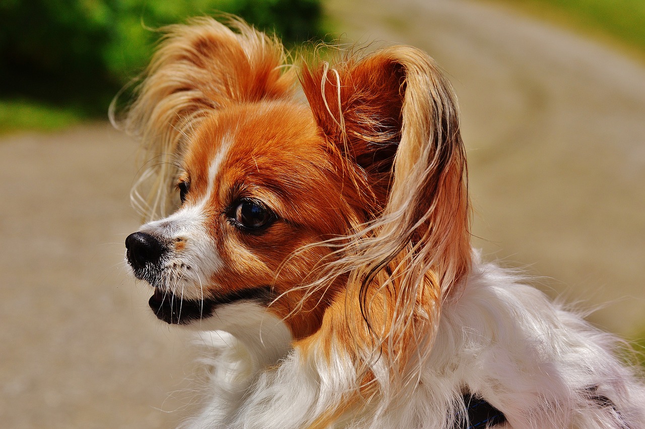 dog chihuahua cute free photo