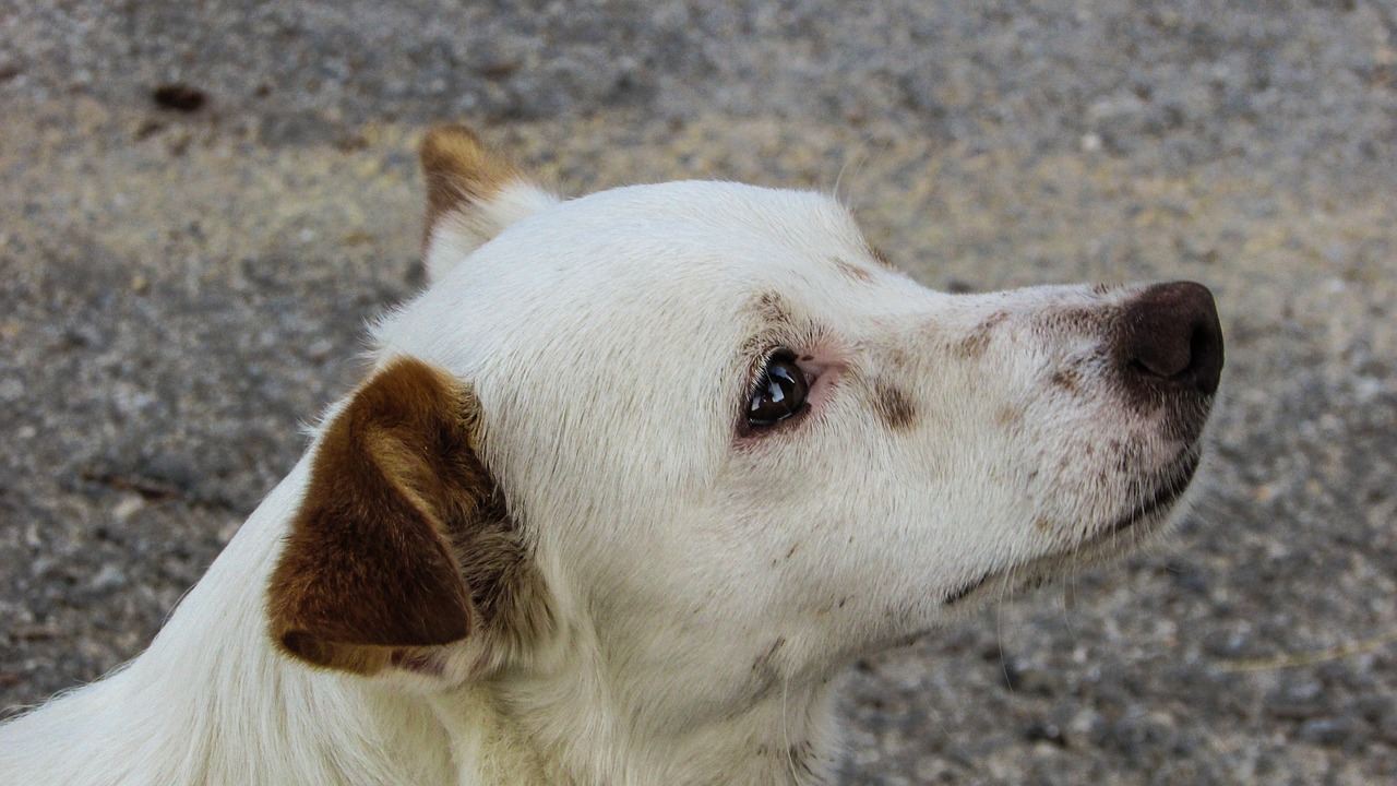 dog cute staring free photo