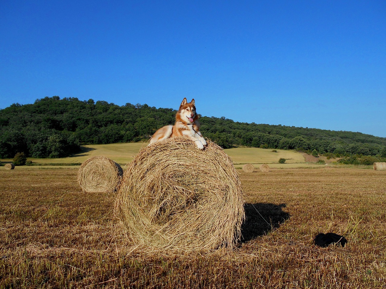 dog husky pet free photo