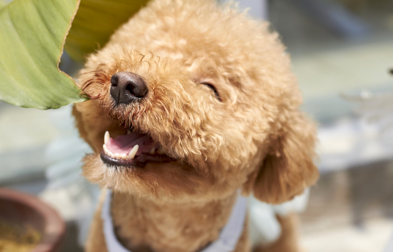 dog smile outdoor free photo