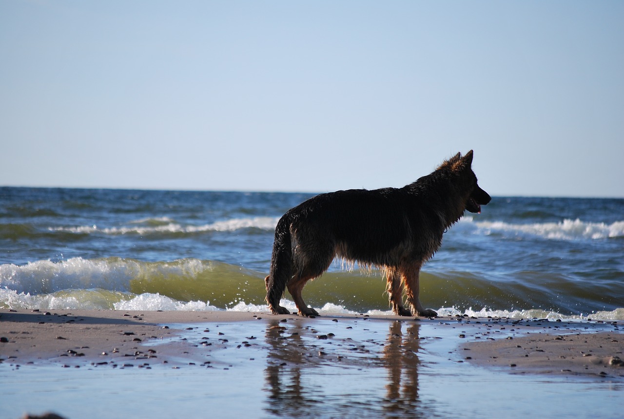 dog nature the baltic sea free photo