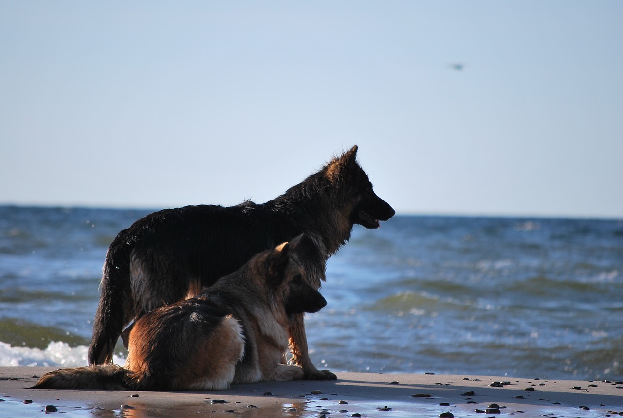 dog water the baltic sea free photo