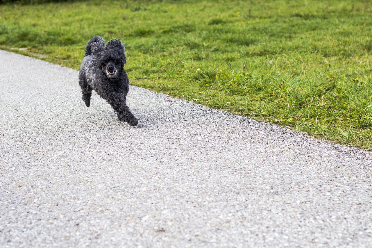 dog doggy hunting dog free photo