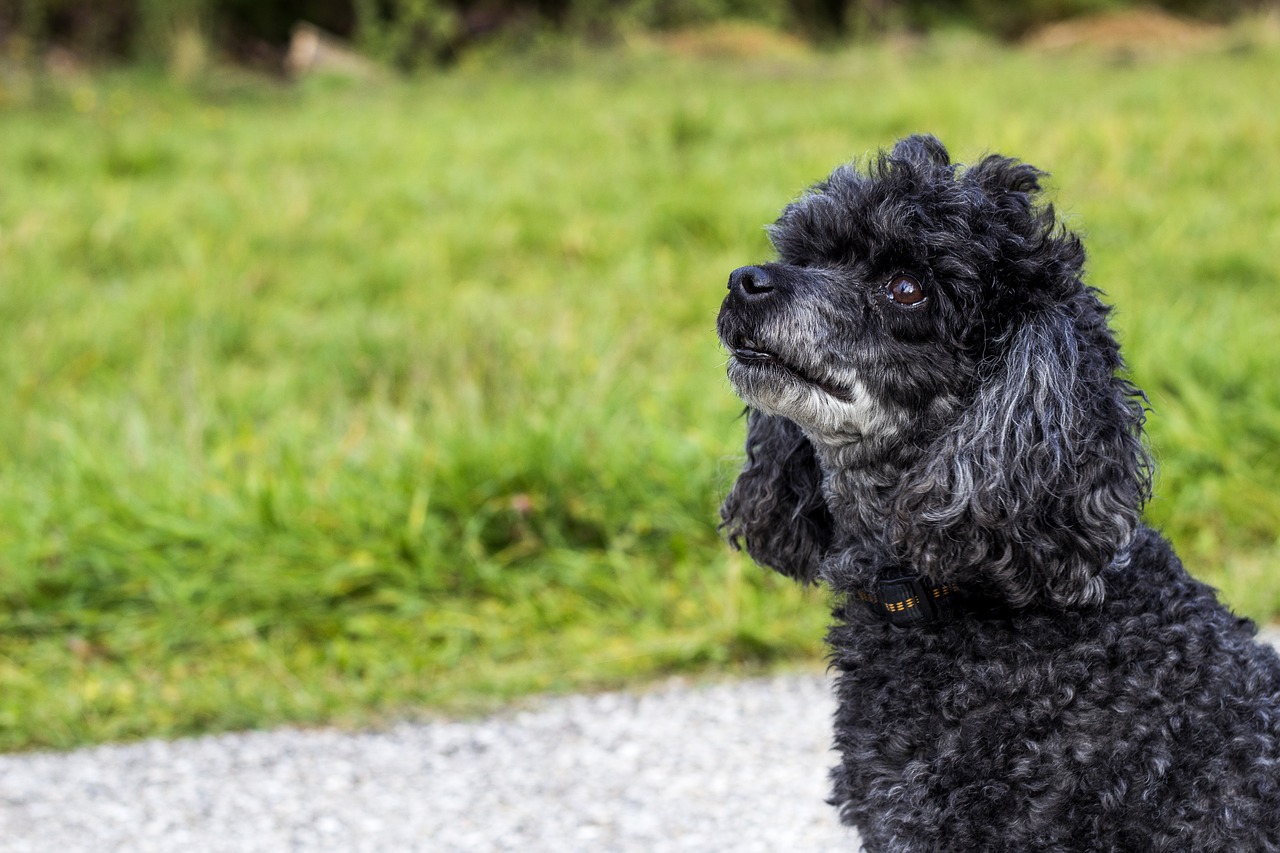 dog doggy hunting dog free photo