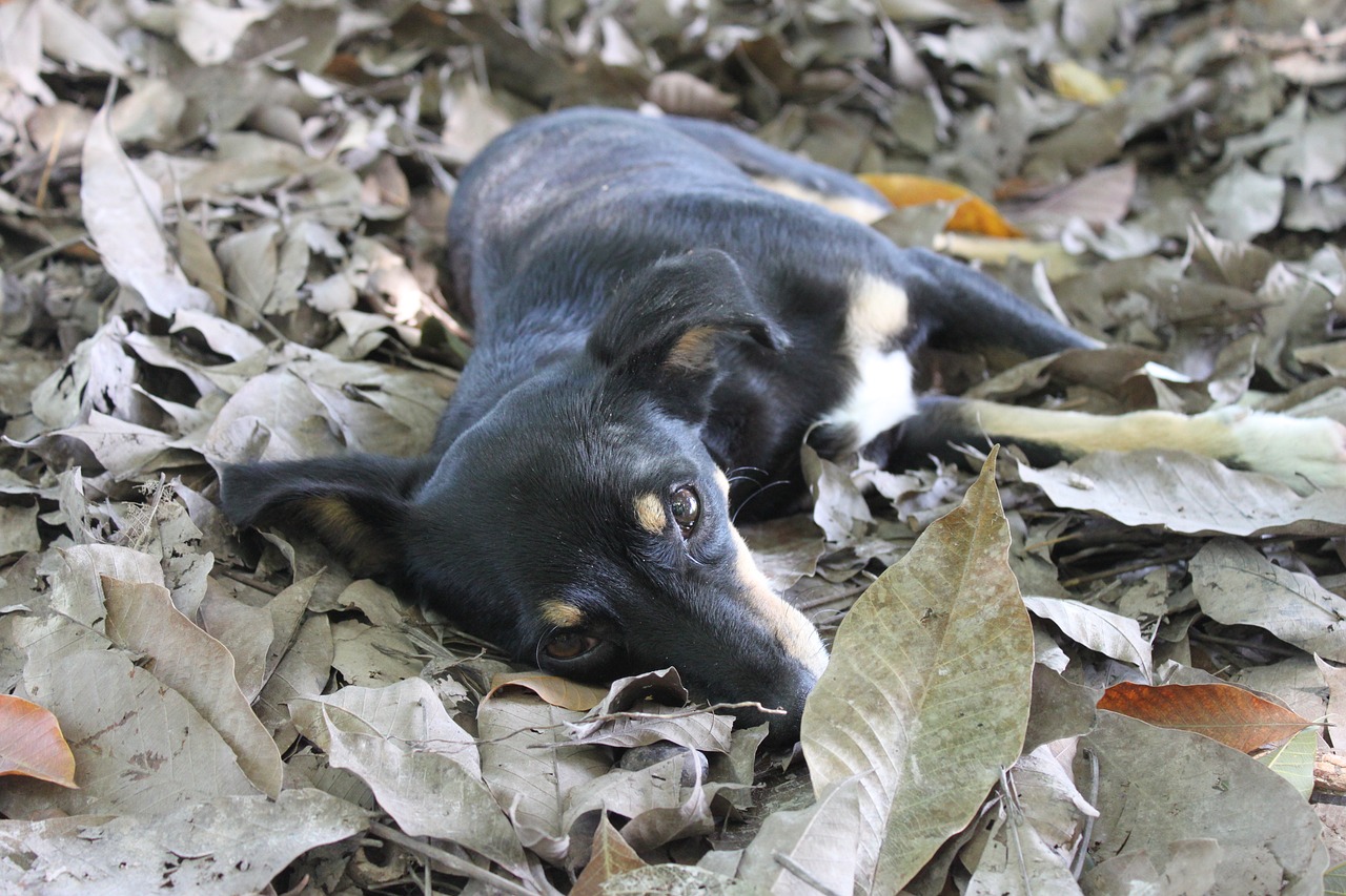 dog leaves half blood free photo