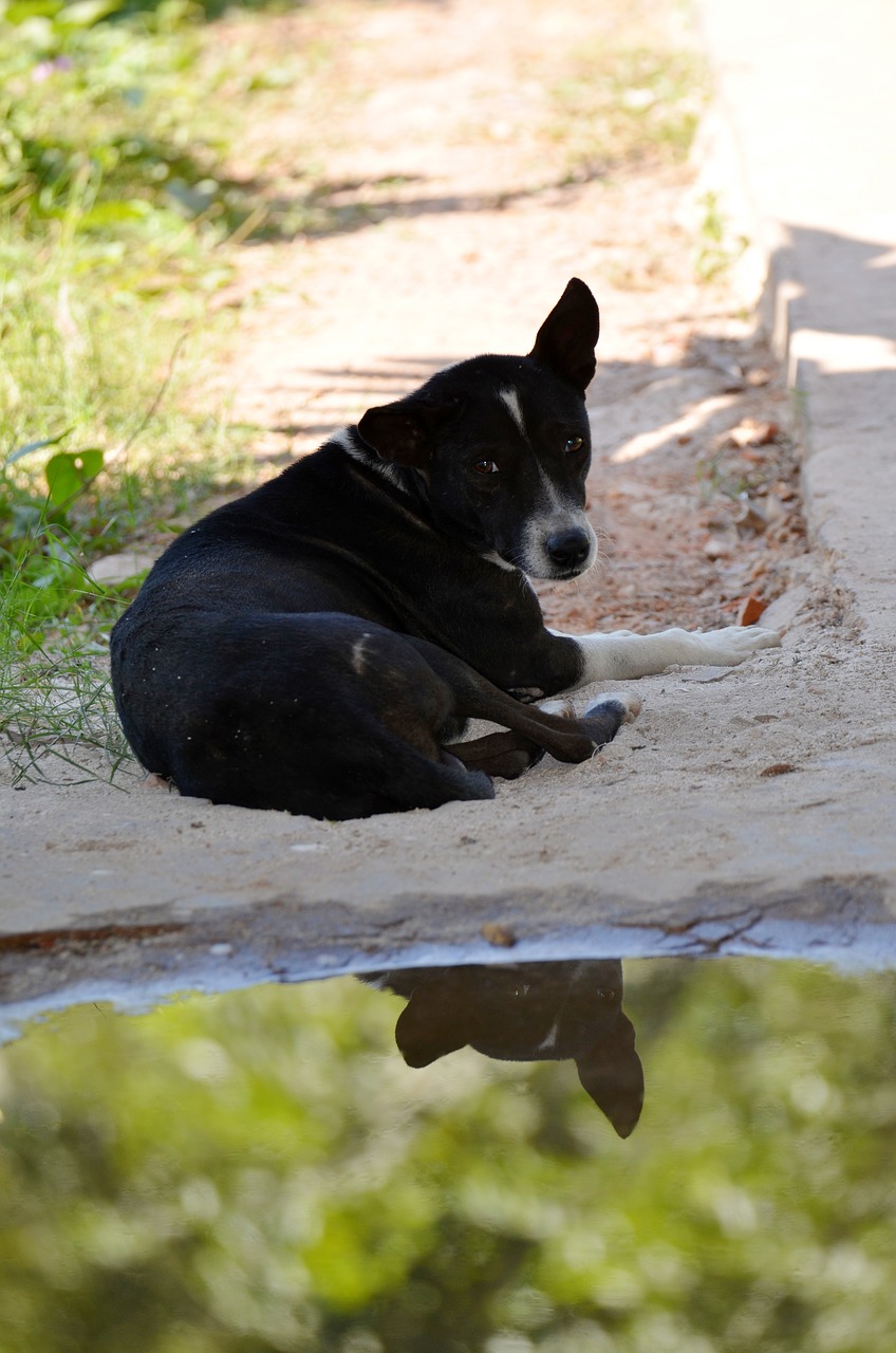 dog water mirroring free photo