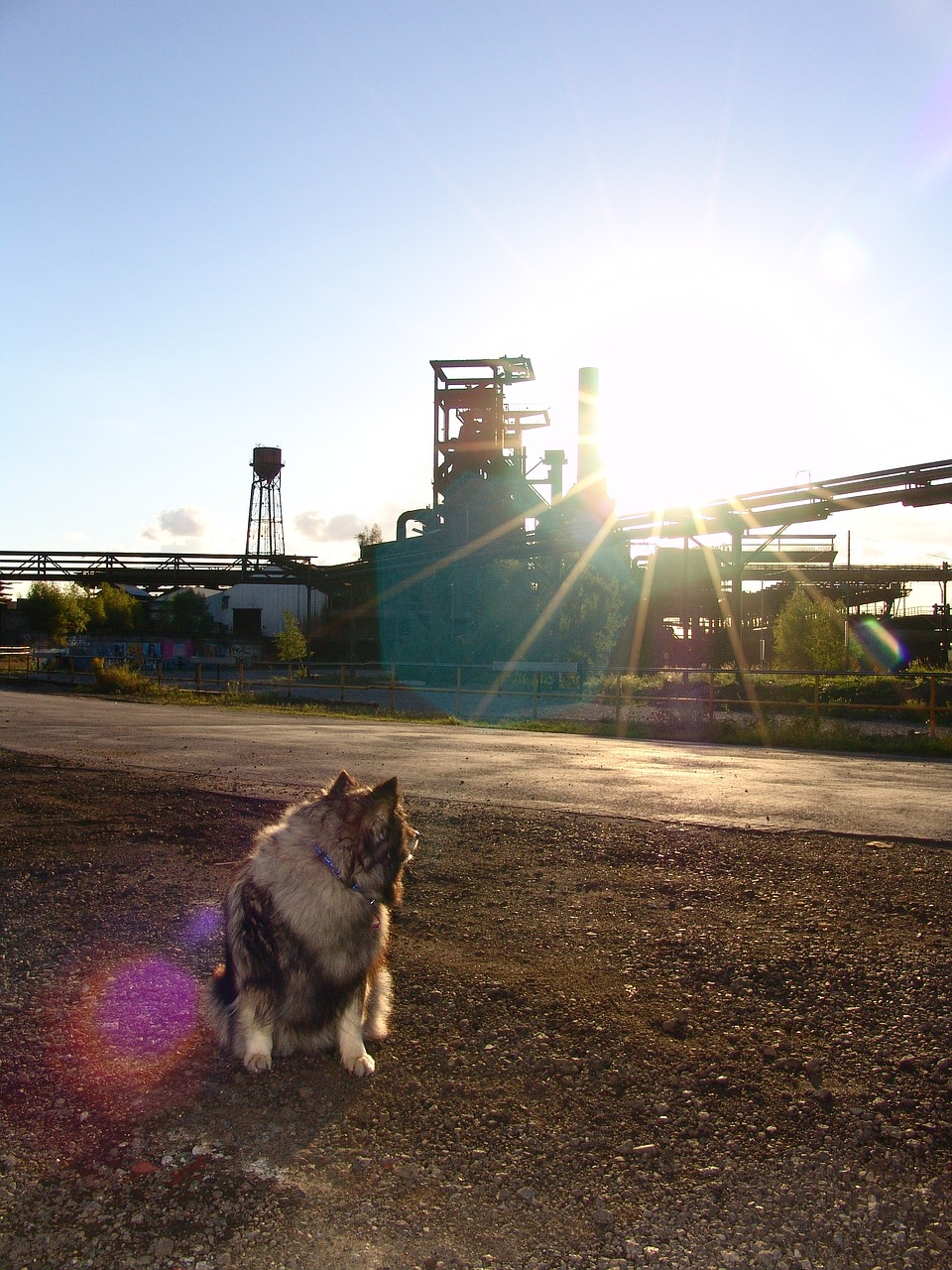 dog phönix west steel mill free photo