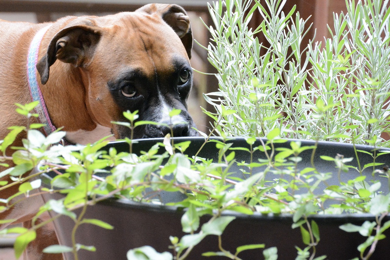 dog plants lavender free photo