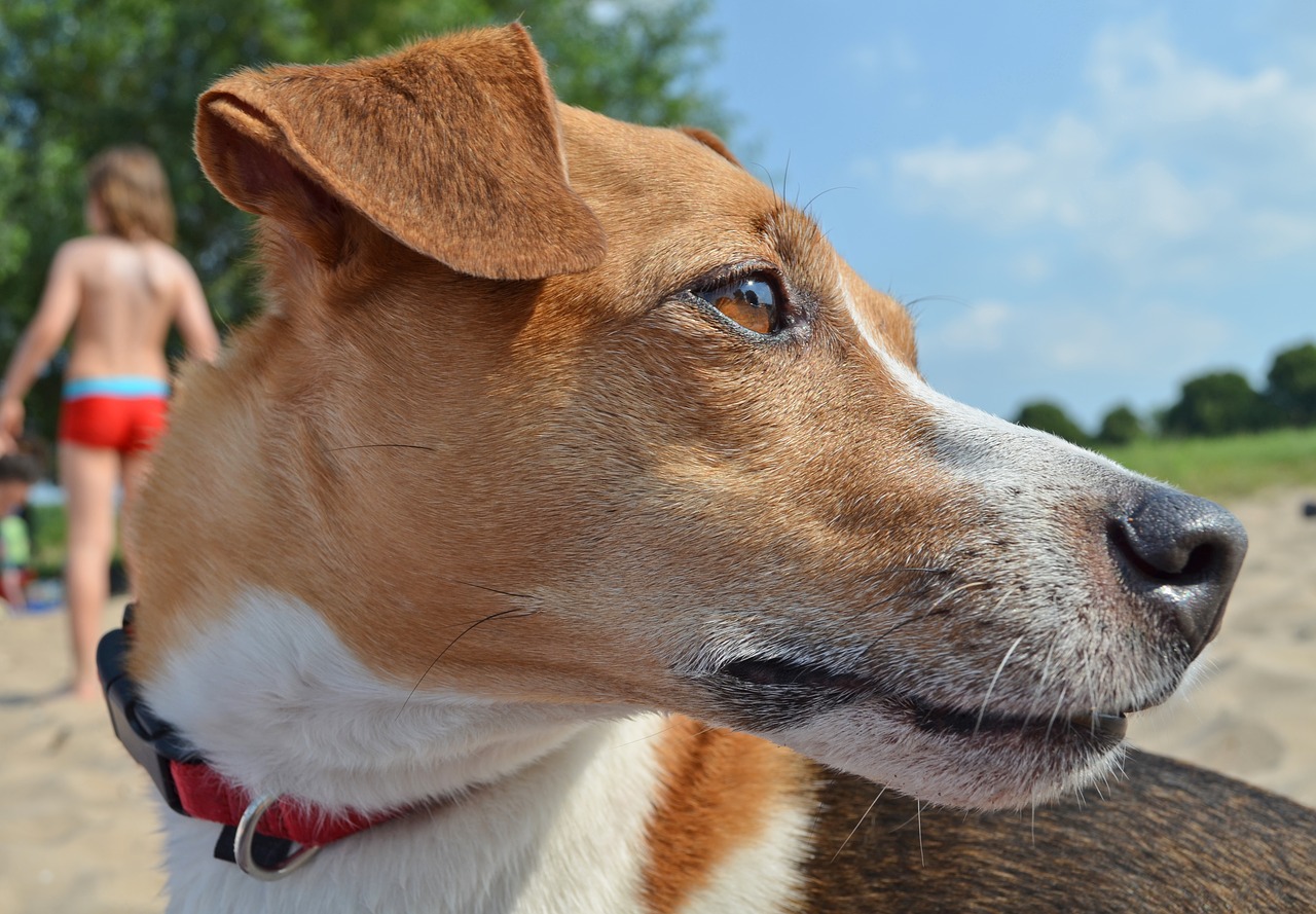 dog terrier beach free photo