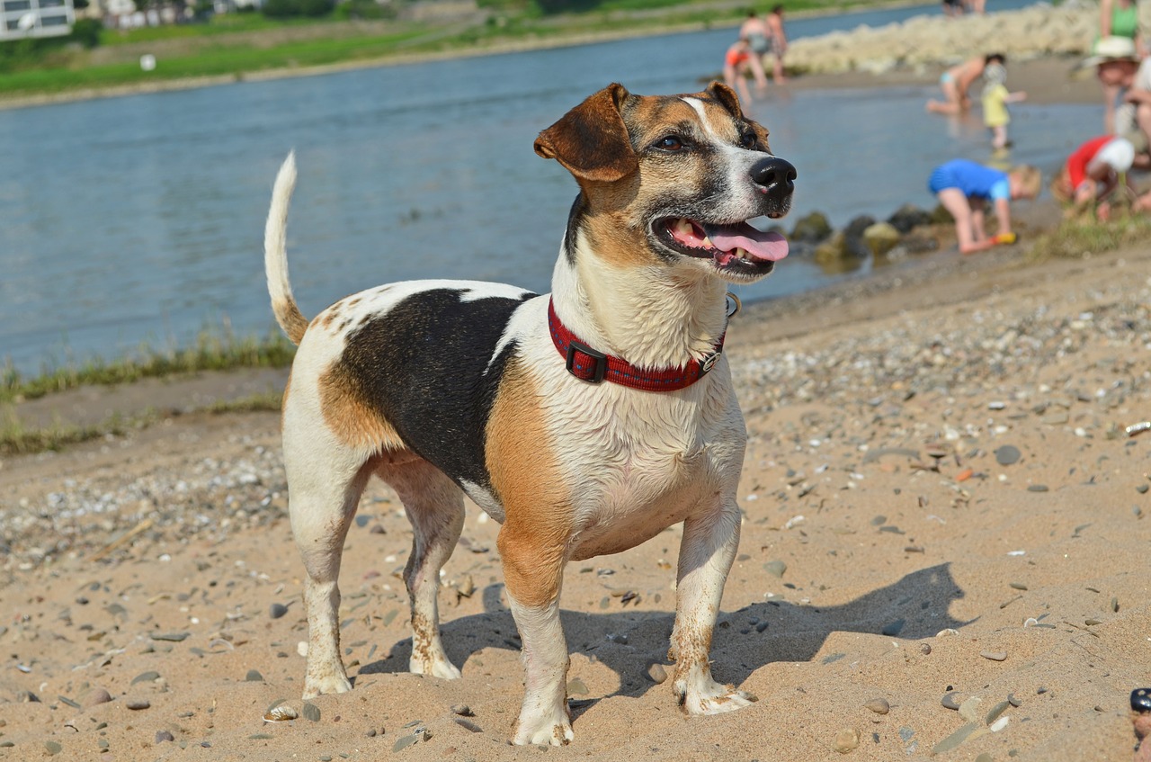 dog terrier beach free photo