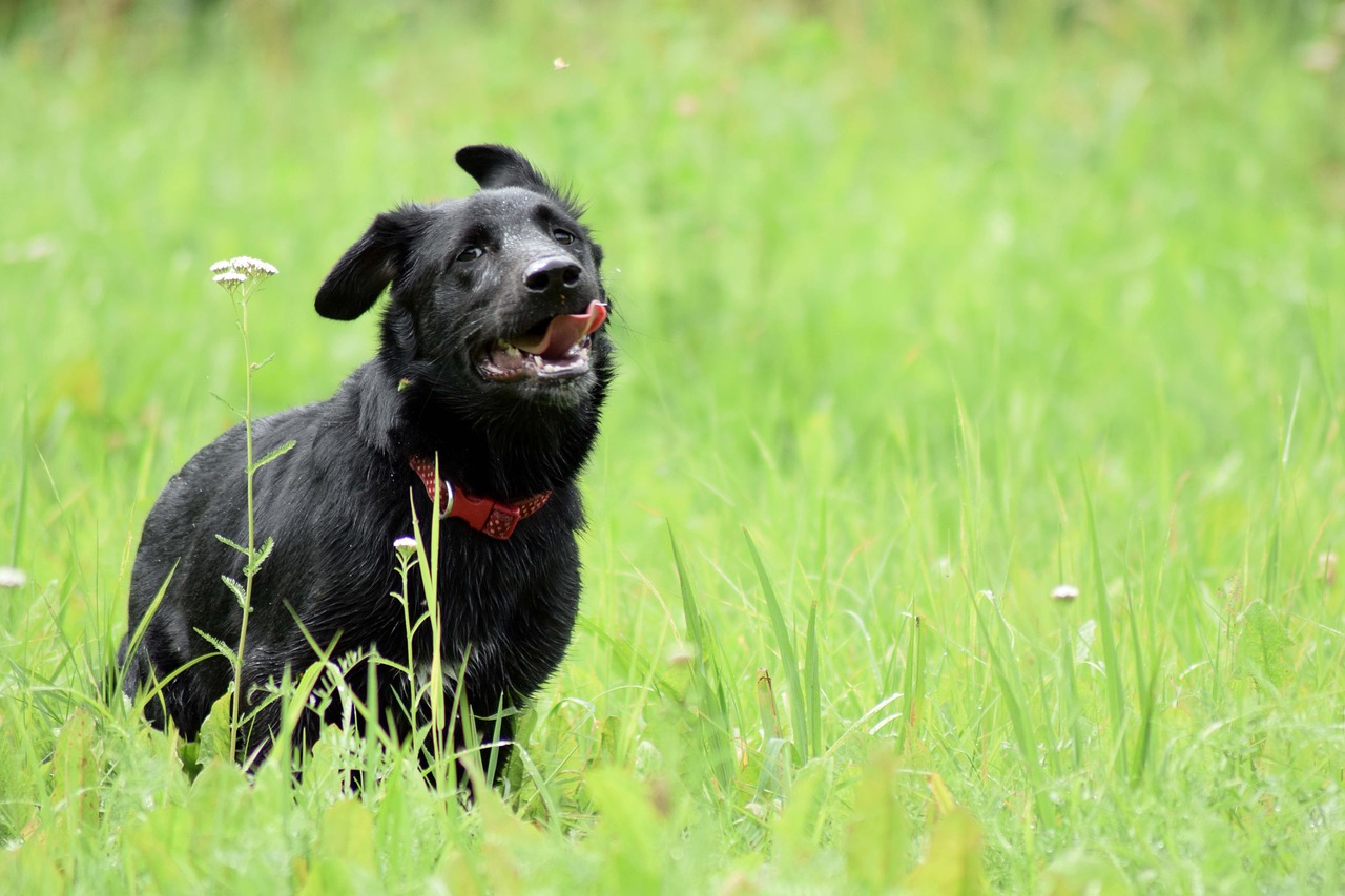 dog black puppy free photo