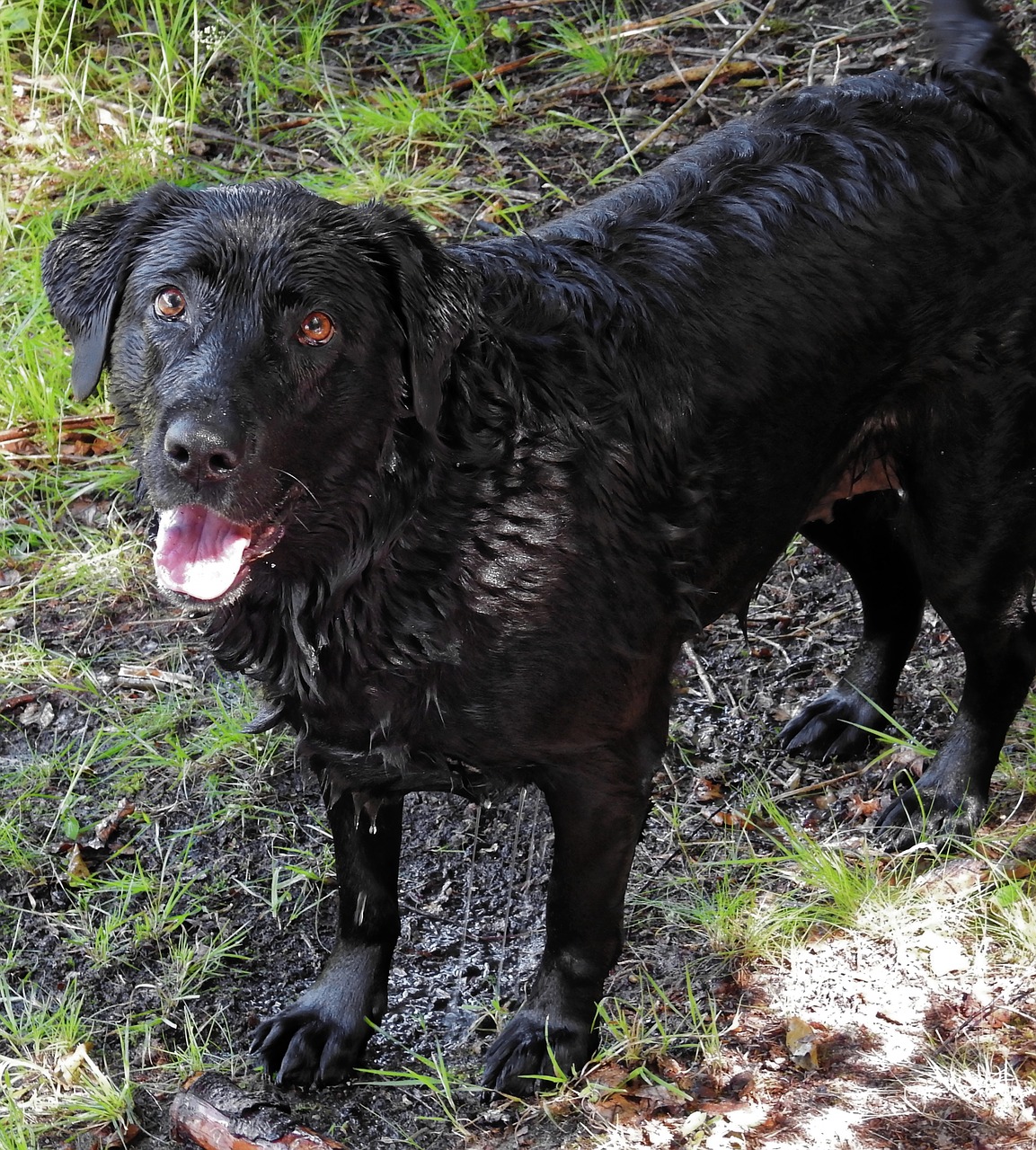 dog labrador pet free photo