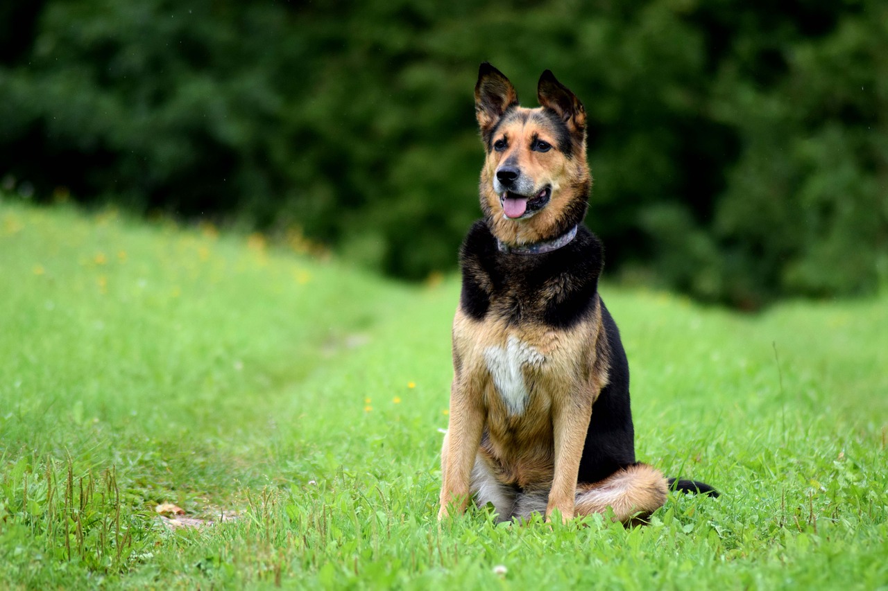 dog sitting canine free photo