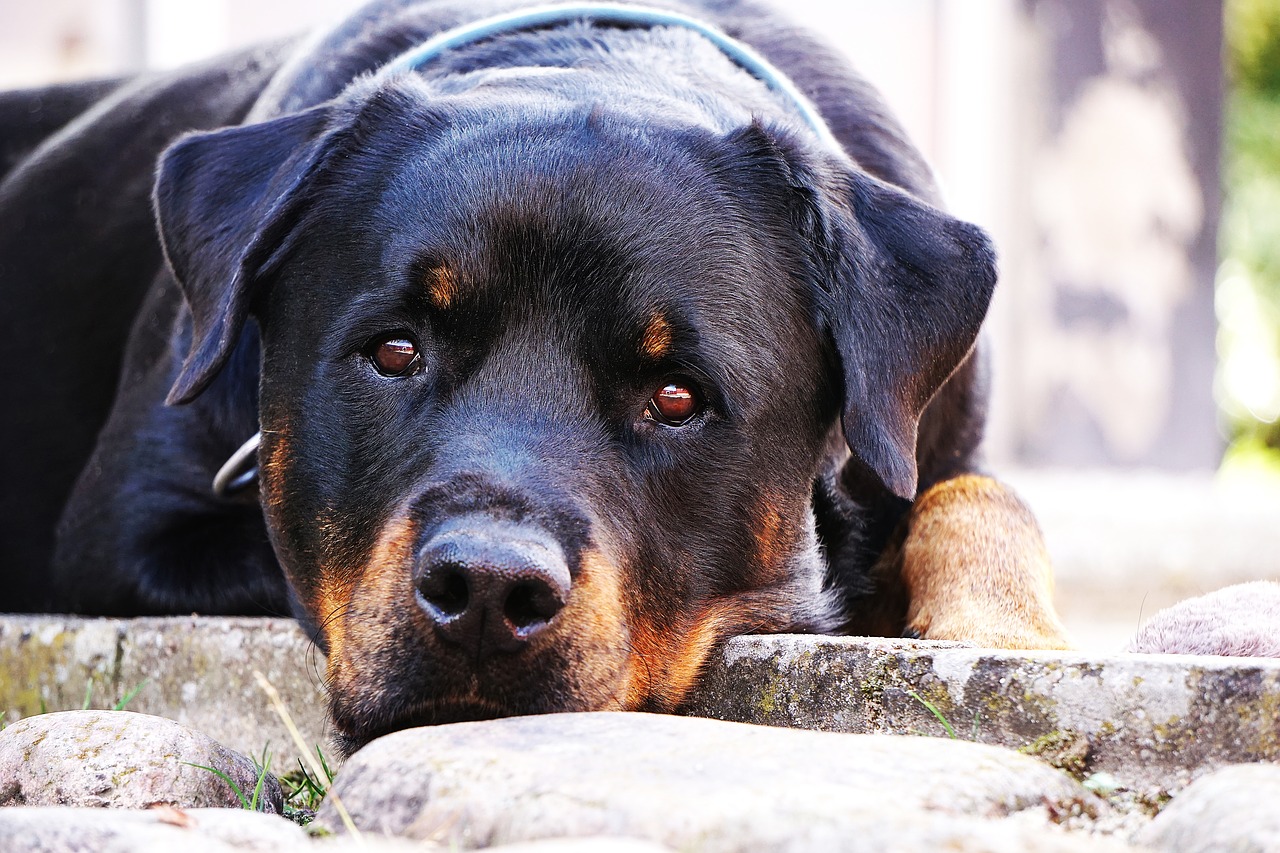 Download free photo of Dog,rottweiler,closeup,rest,is - from 