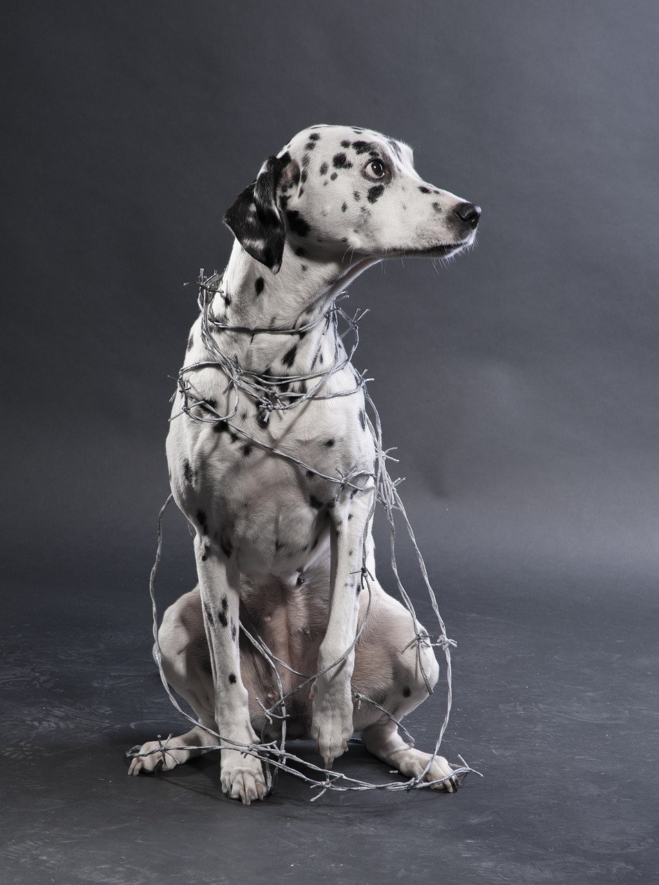 dog dalmatians animal torturer free photo