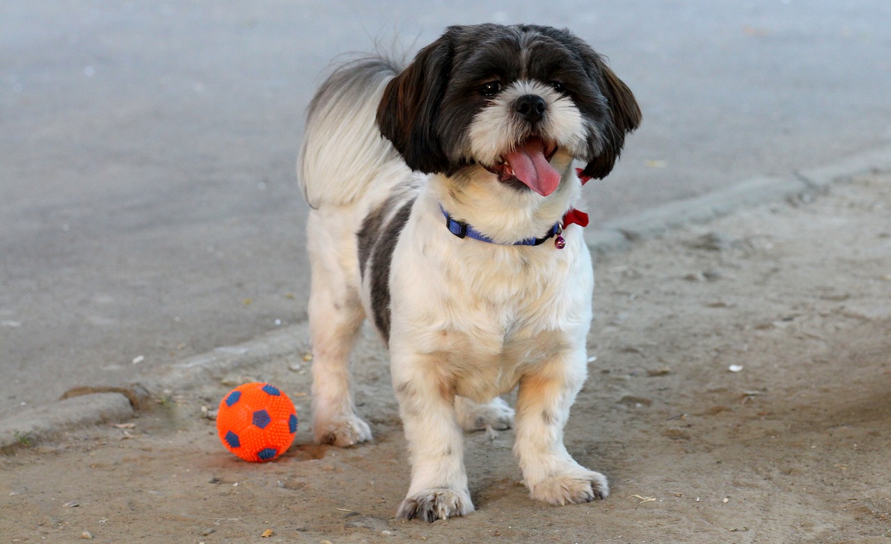 dog play ball free photo